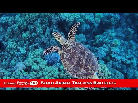 Limited Pink Sea Turtle