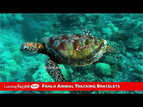 Sea Turtle White Howlite