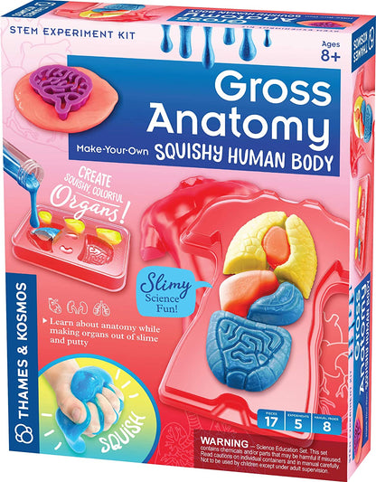 Gross Anatomy Human Sqush