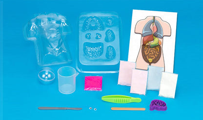 Gross Anatomy Human Sqush